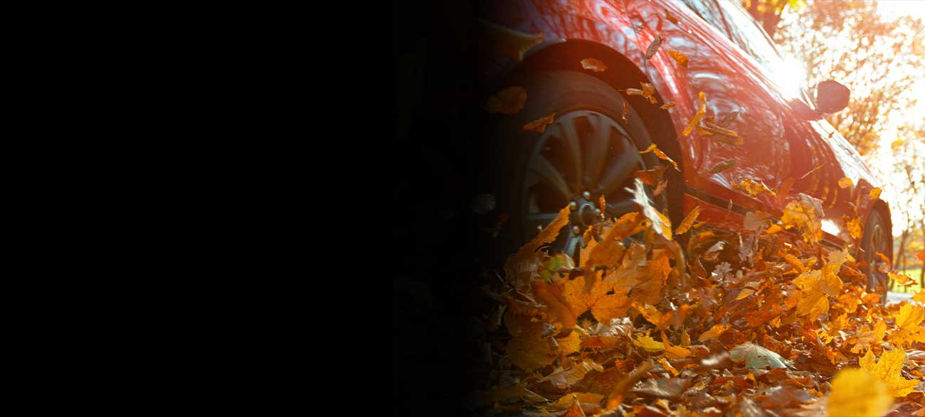 Car driving through leaves.