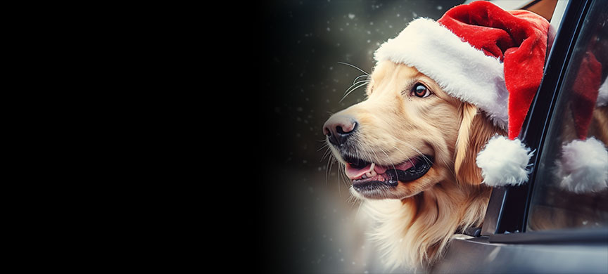 Dog with its head out the window wearing a Christmas hat.